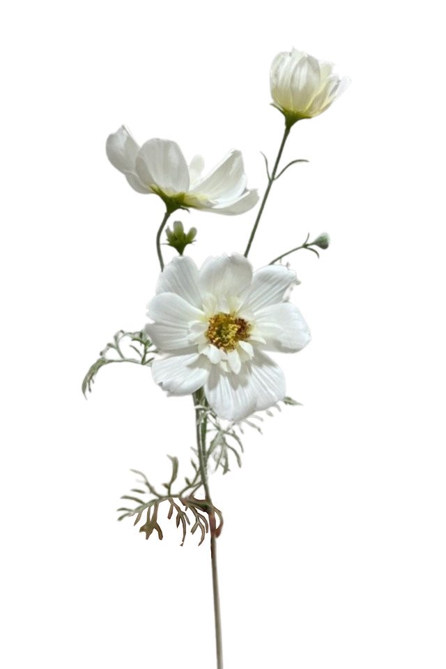 DAISY DAISIES DAISIE SPRAY SPRAYS SPRAIE ARTIFICIAL ARTIFICIALS FLOWERS FLOWER JAPANESE WINDFLOWER JAPANESE WINDFLOWERS ANEMONE HUPEHENSIS ANEMONE HUPEHENSI ANEMONE HUPEHENSES ANEMONE HUPEHENSE WILDFLOWER WILDFLOWERS