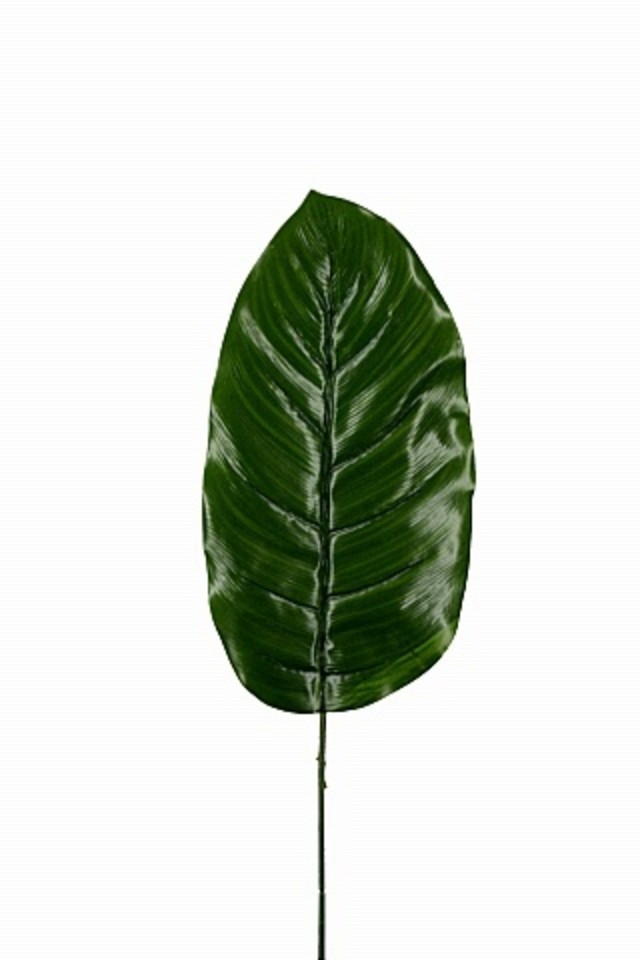 GGREENERY GGREENERIES GGREENERIE LLEAF LLEAFS ARTIFICIAL ARTIFICIALS FLOWER FLOWERS PLANT PLANTS SYNTHETIC SYNTHETICS FAKE FAKES SILK SILKS PLASTIC PLASTICS LEAF LEAFS LEAVE LEAVES LEAFE GREEN GREENS GREENERY GREENERIES GREENERIE FOLIAGE FOLIAGES DIFFENBACHIA DIFFENBACHIUM 67.5CM 67.5CMS